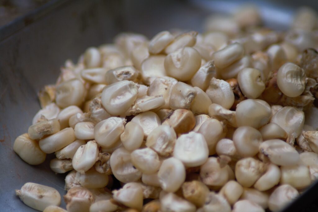 chicchi di grano